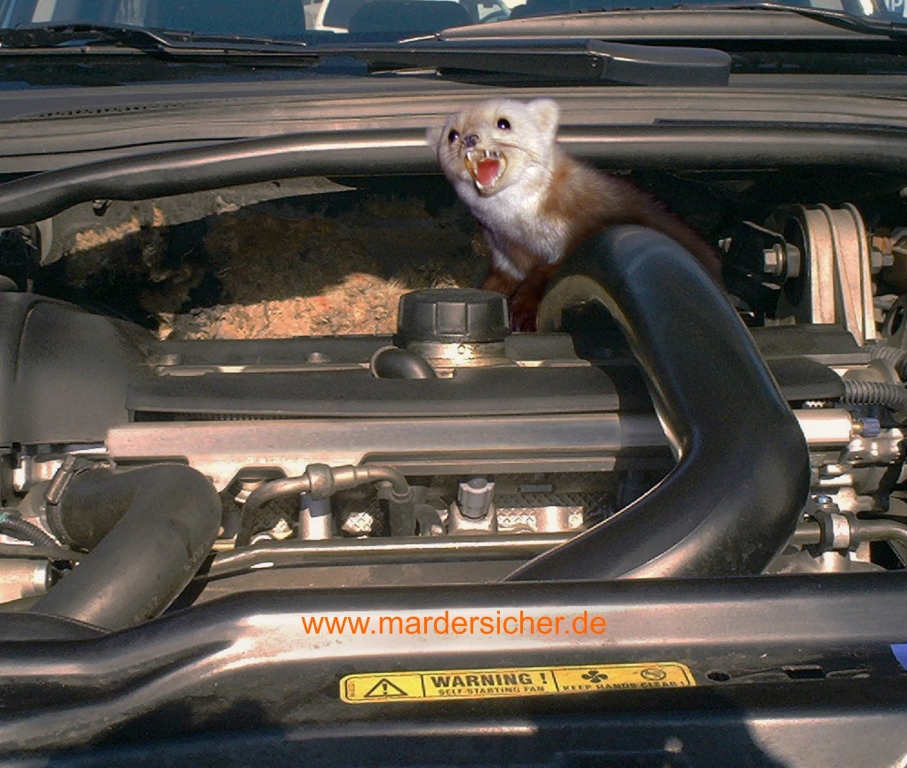 Marderschaden Wirksamer Schutz FOCUS Online